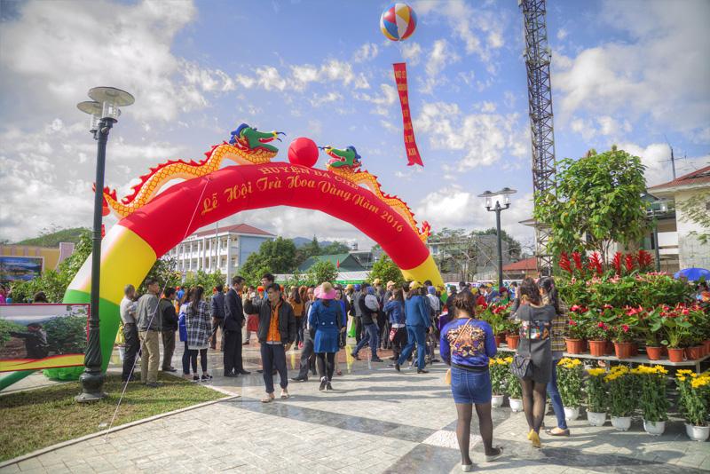 Rực rỡ trà hoa vàng Ba Chẽ